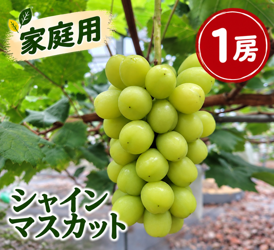 【家庭用】シャインマスカット (約650g×1房)