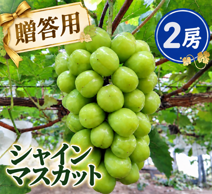 【贈答用】シャインマスカット(800g以上×2房)