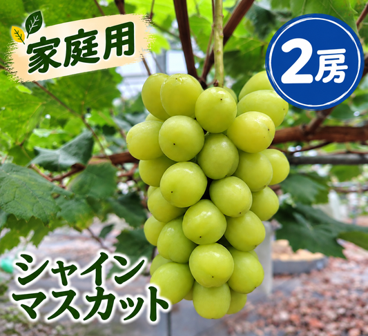 【家庭用】シャインマスカット (約650g×2房)