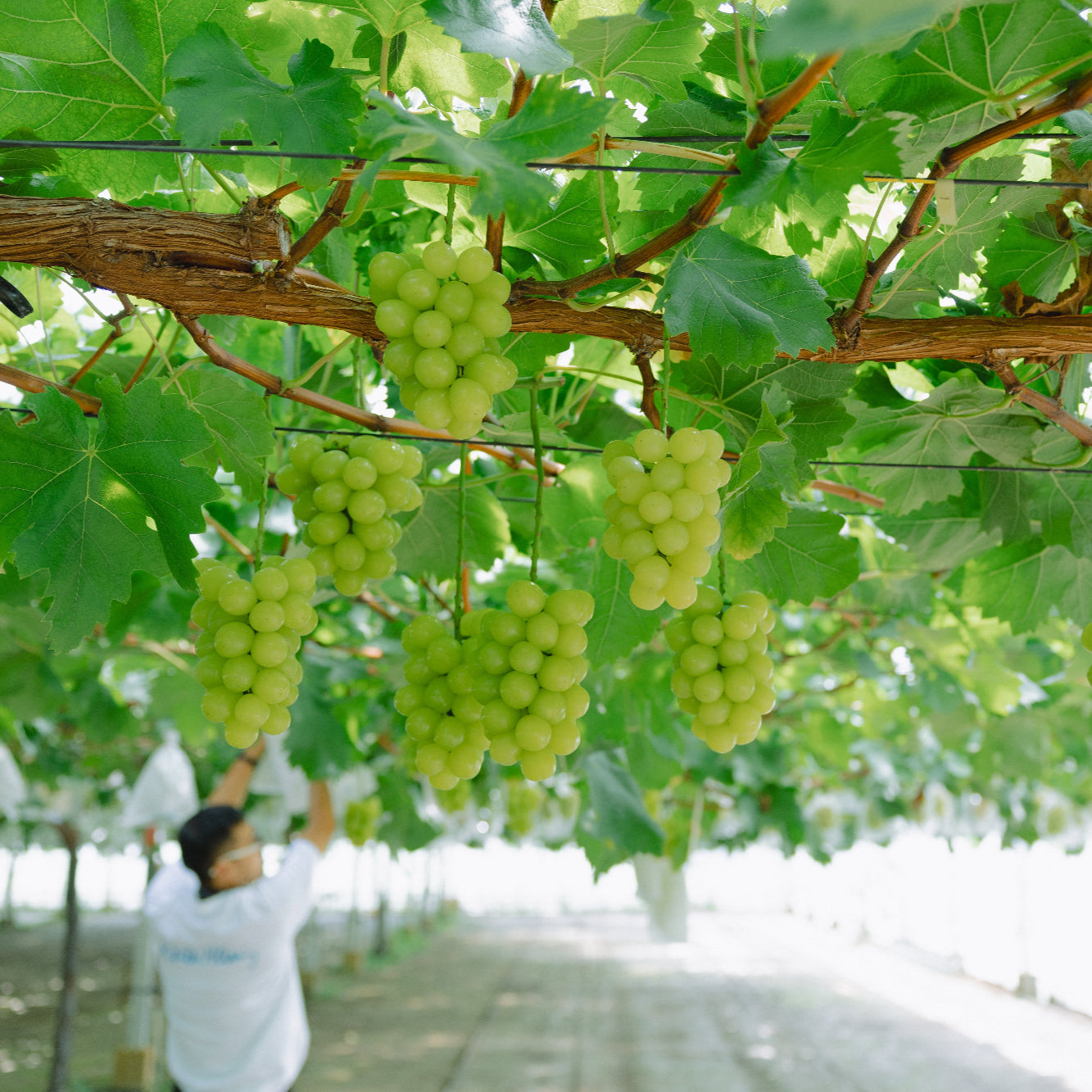 シャインマスカット400g×2房入