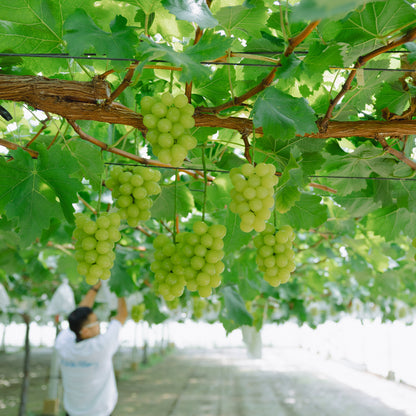 シャインマスカット400g×2房入