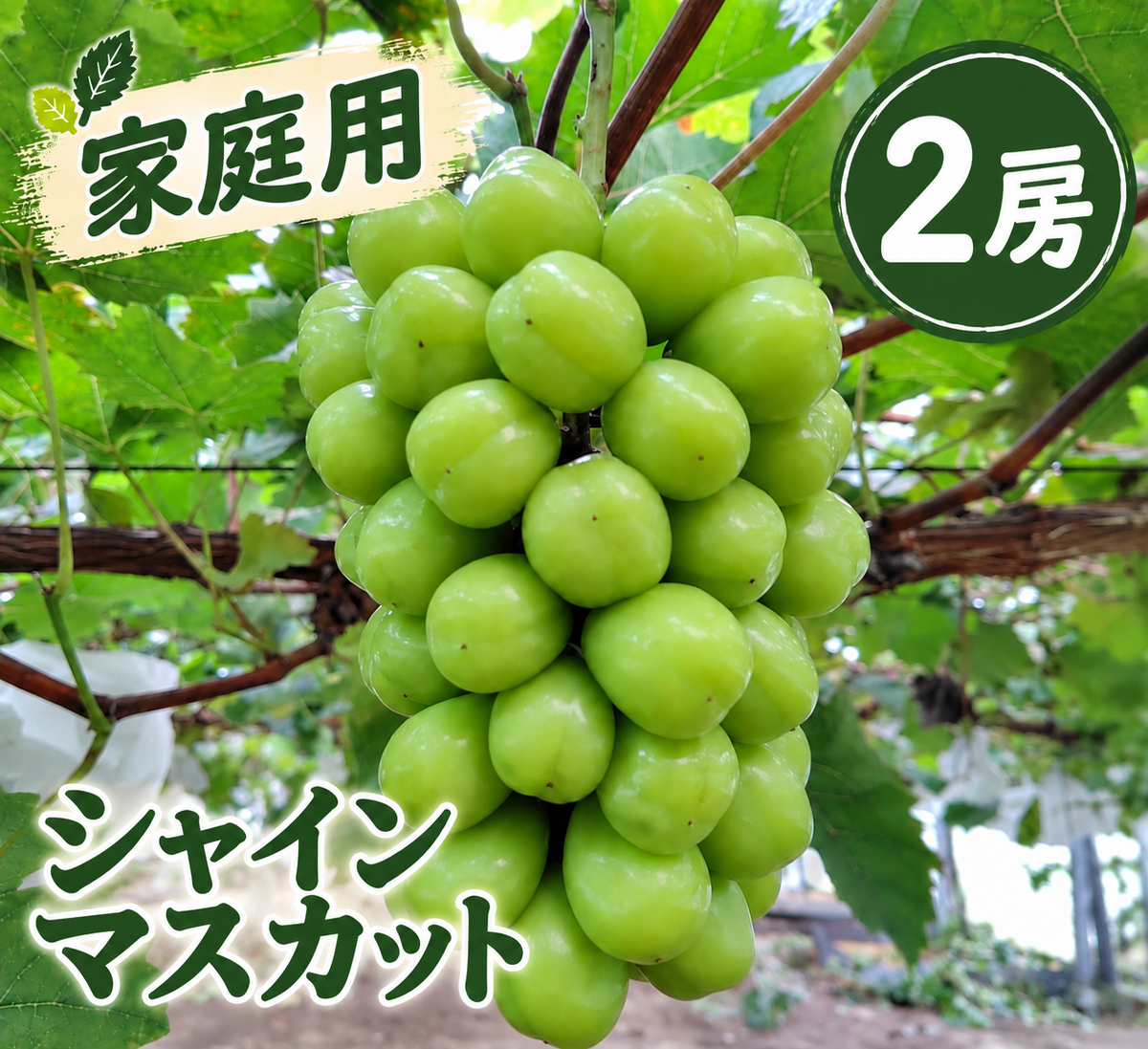【家庭用】シャインマスカット (約650g×2房)