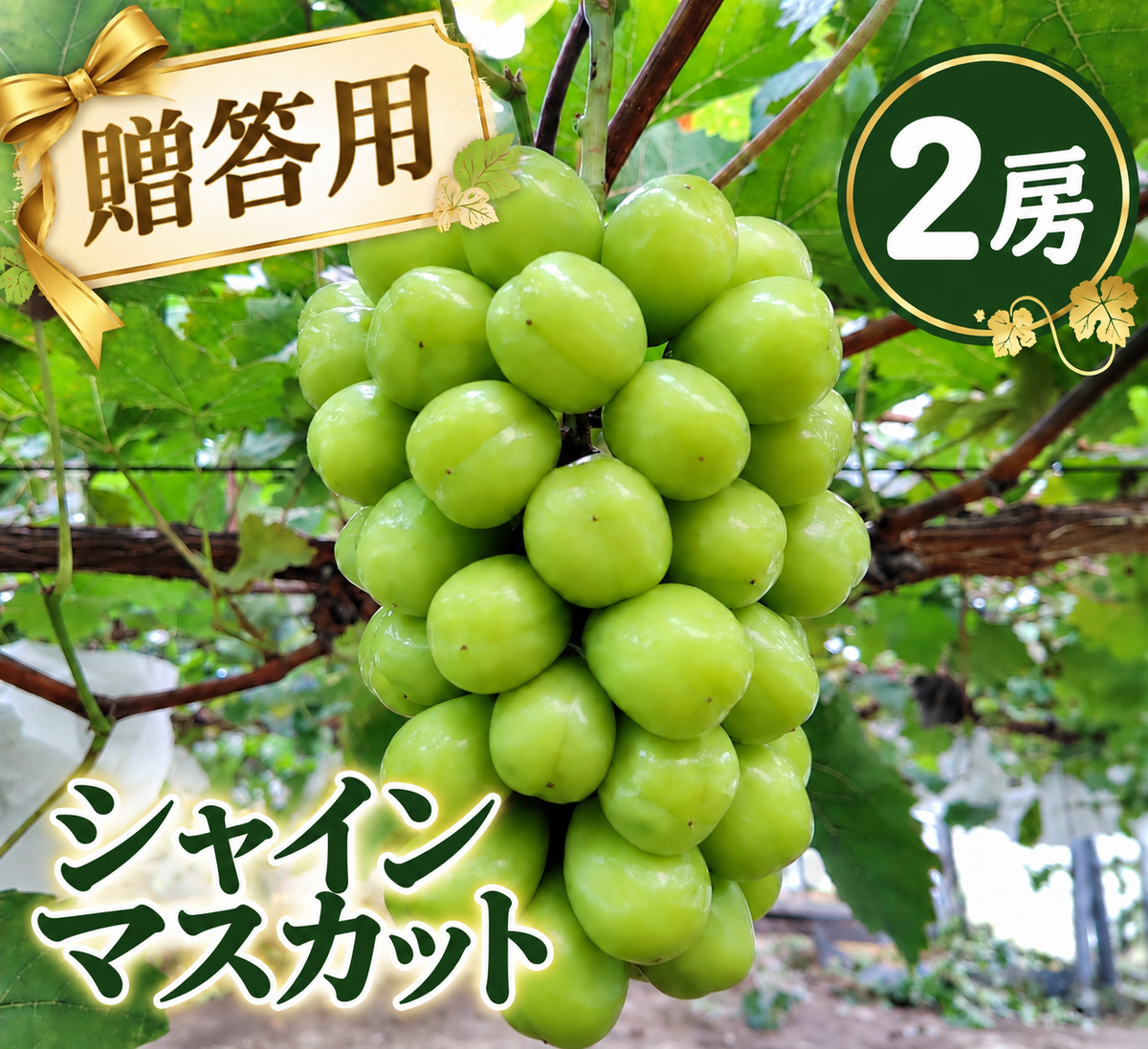 【贈答用】シャインマスカット(800g以上×2房)