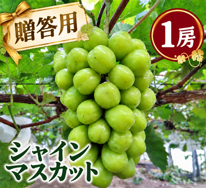 【贈答用】シャインマスカット (800g以上×1房)