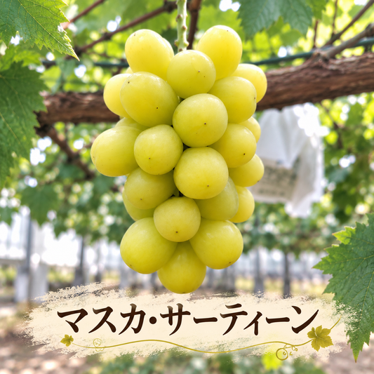 マスカ・サーティーン (約500g×1房)