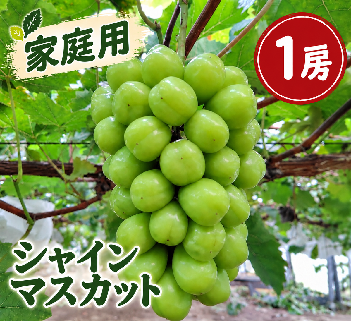 【家庭用】シャインマスカット (約650g×1房)